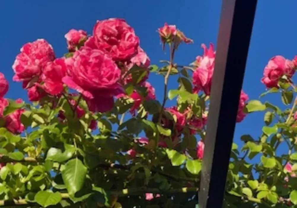 A close up of some pink roses in the sun